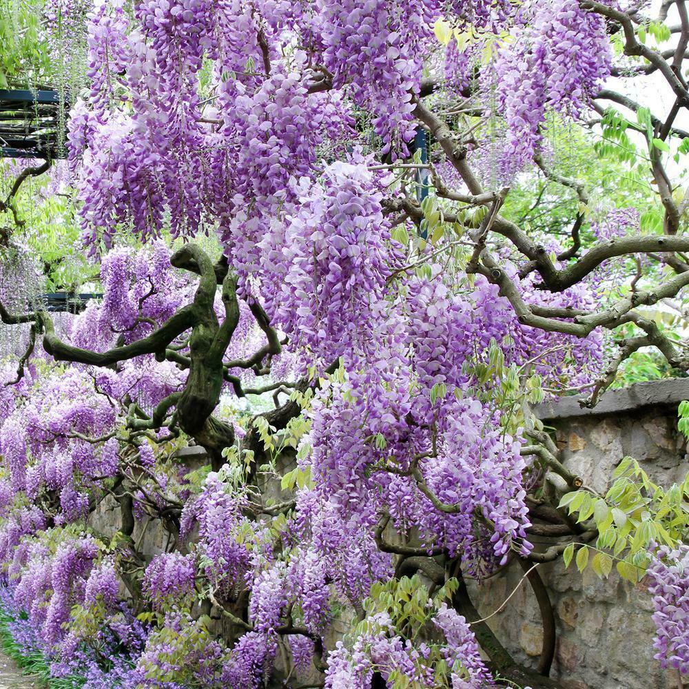 Purple Wisteria Tree/Vine - 6-12" Tall - Live Plant - Bareroot Seedling - The Nursery Center