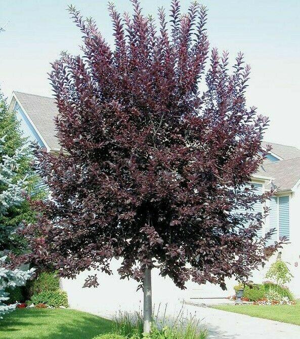 2 Canada Red Choke Cherry Trees - 8-12" Tall Seedlings - Live Plants - 3" Pots - The Nursery Center