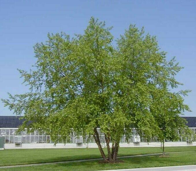 2 River Birch Multi-Stem Trees - 12-18" Tall - Quart Pots - Live Plants - Betula nigra - The Nursery Center