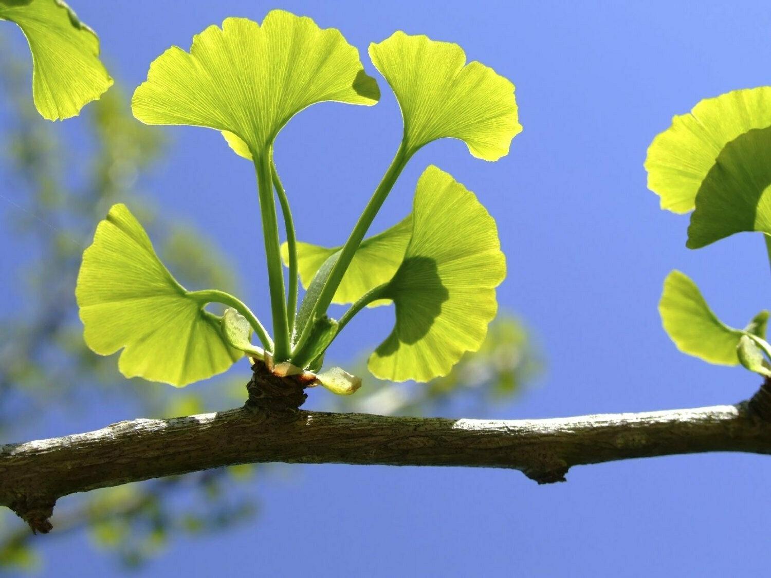 Ginkgo Tree, Maidenhair Tree - 12-18" Tall Live Plant, Quart Pot - Ginkgo biloba - The Nursery Center