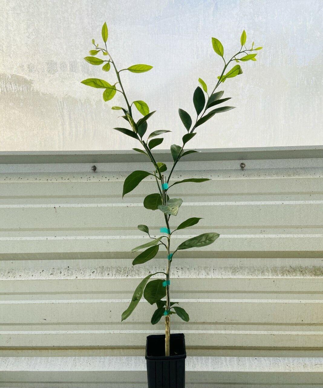 Dwarf Brown Select Satsuma Orange Tree - 16-24" Tall Live Citrus Plant - Gallon Pot - The Nursery Center
