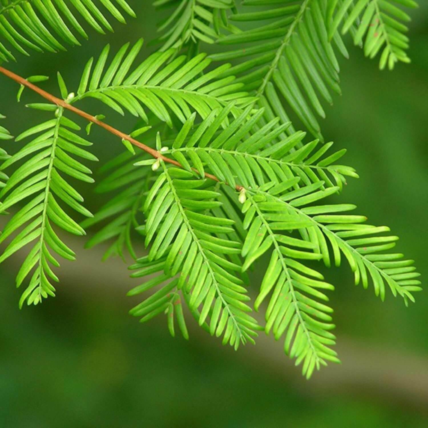 Dawn Redwood Tree - Live Plant - 8-12" Tall Seedling - Quart Pot - Metasequoia glyptostroboides - The Nursery Center