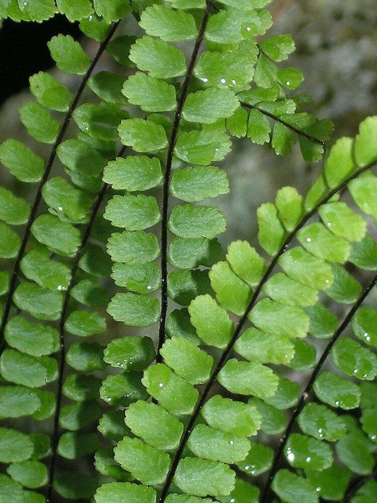 10 Maidenhair Spleenwort Fern Rhizomes/Roots, Live Plants, Asplenium trichomanes - The Nursery Center