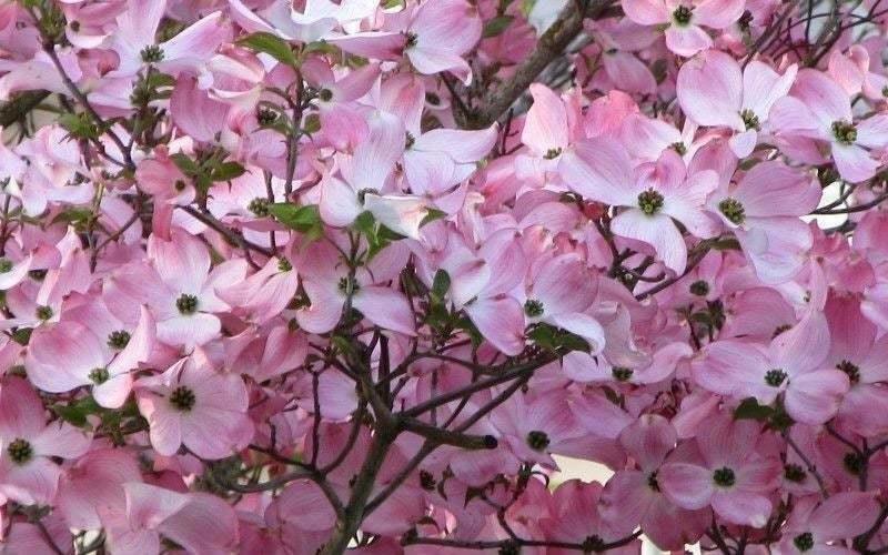 Pink Flowering Dogwood Tree - 10-18" Tall Live Plant - Quart Pot - Cornus florida var. rubra - The Nursery Center