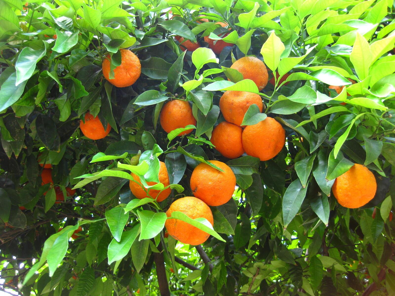 dwarf orange tree