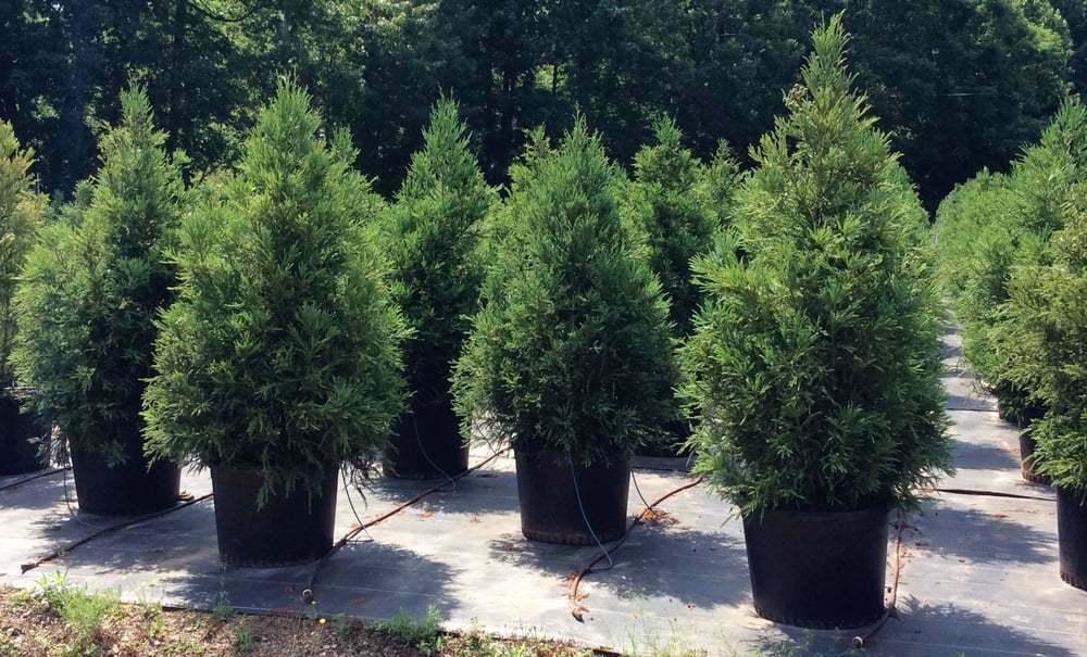 2 Cryptomeria Yoshino Japanese Cedar Trees - 6-12" Tall Live Plants - Quart Pots - The Nursery Center