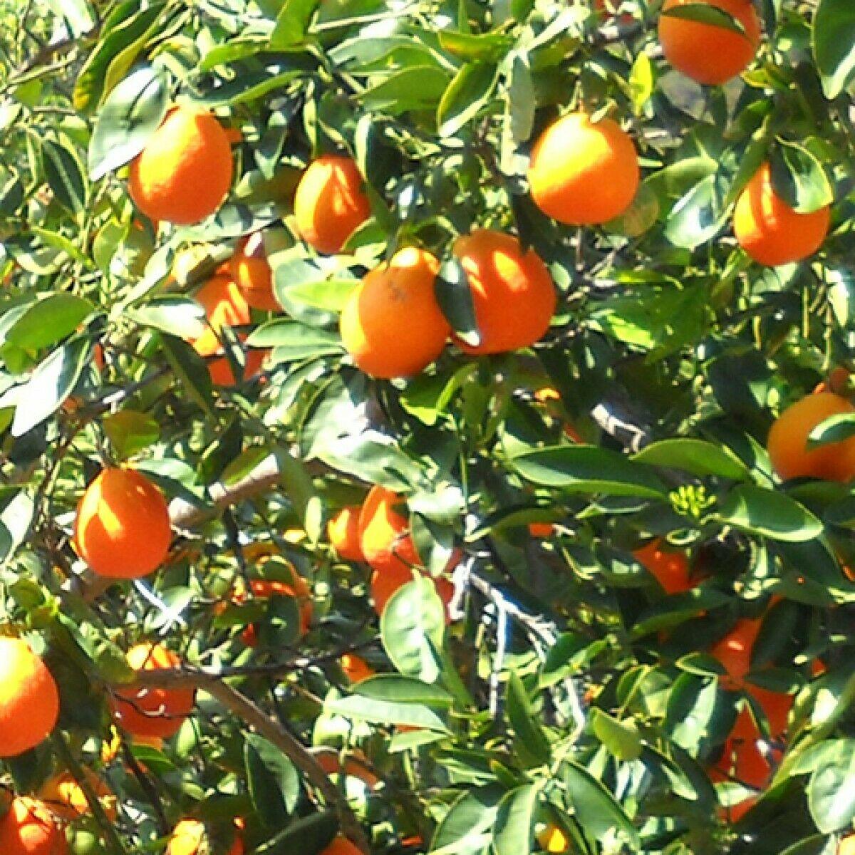 Dwarf Honeybell (Minneola Tangelo) Tree - 26-30" Tall - Live Citrus Plant - Gallon Pot - Grafted - Citrus x tangelo 'Minneola' - The Nursery Center