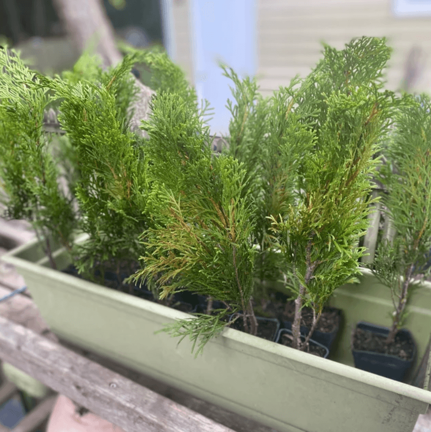 3 Emerald Green Arborvitae Trees/Shrubs - 12-18" Tall Live Plants - 2.5" Pots - The Nursery Center