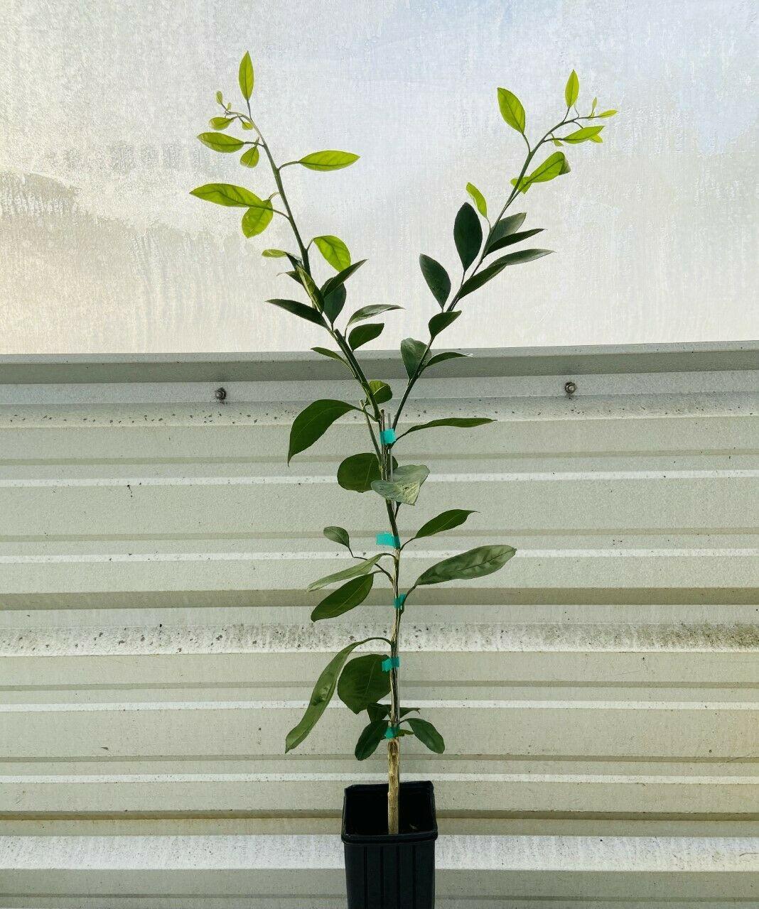 Dwarf Owari Satsuma Mandarin Tree - Live Citrus Plant - 26-30" Tall - Gallon Pot - Grafted - The Nursery Center