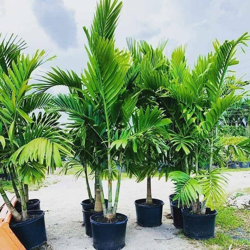 6 Alexander (Solitaire) Palm Trees - 4-7" Tall Seedlings - Live Plants - Bare Root - The Nursery Center