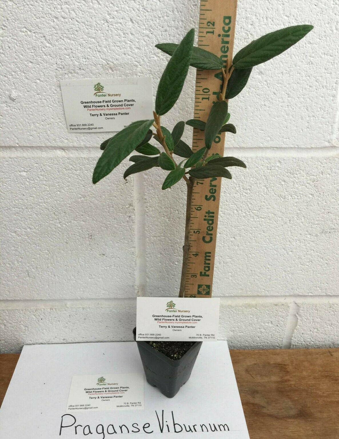 2 Pragense Viburnum, Semi-Evergreen Shrubs - 6-12" Tall Live Plants - 2.5" Pot - The Nursery Center
