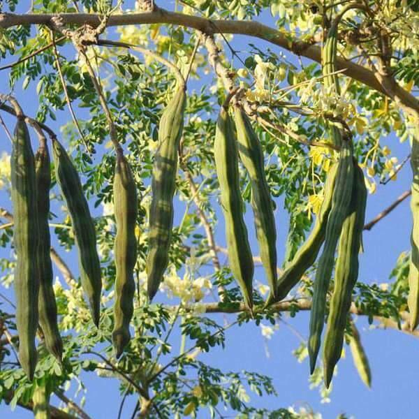 Moringa Oleifera Tree + 20 Seeds - 6" Tall Seedling - 4" Pot - Drumstick/Horseradish/Benzolive Live Plant - The Nursery Center