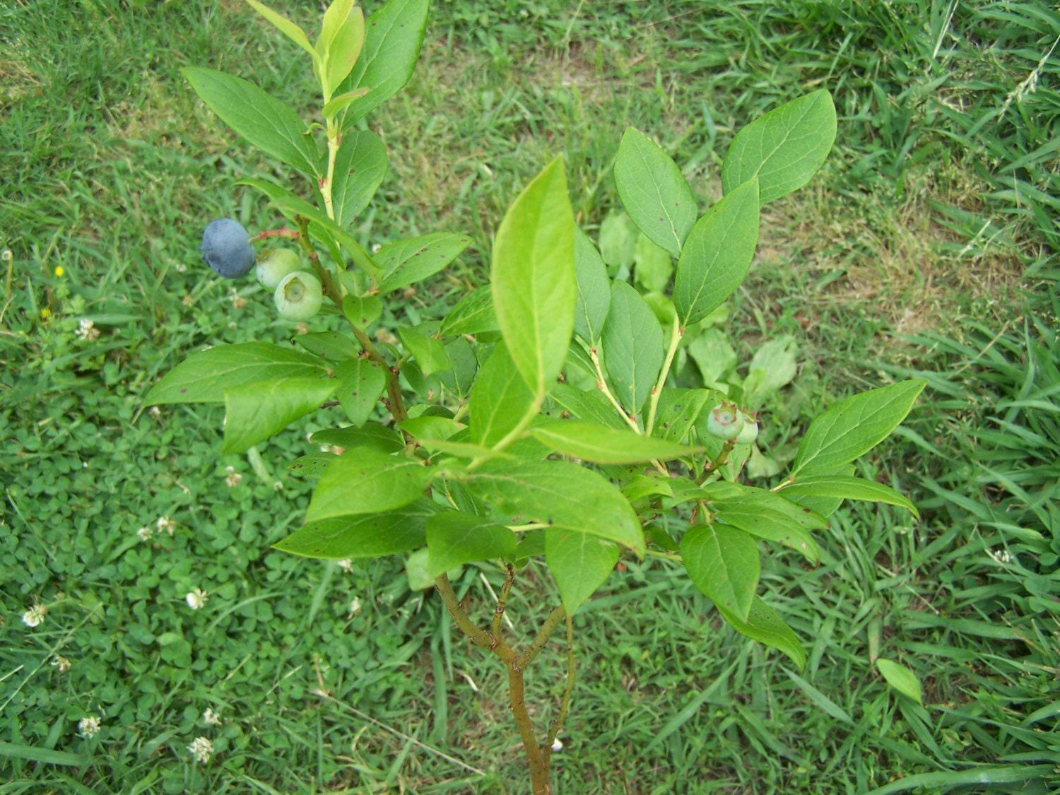 2 Duke Blueberry Bushes/Shrubs - 18-24" Tall - 3 Year Old Live Plants - The Nursery Center