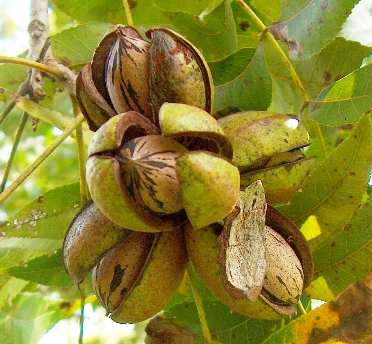 5 Pecan Trees - 6-12" Tall Live Plants - Bareroot Seedlings - Carya illinoinensis - The Nursery Center