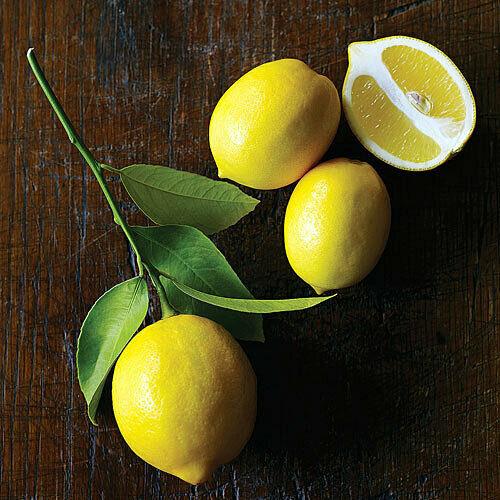 Dwarf Improved Meyer Lemon Tree - 26-30" Tall Live Fruit Plant - Gallon Pot - Indoor/Patio Plant - Grafted - Citrus × meyeri - The Nursery Center