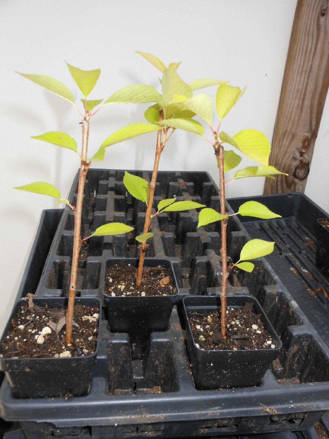 2 Yoshino Flowering Cherry Trees - Live Potted Plants - 6-12" Tall - 3" Pots - The Nursery Center