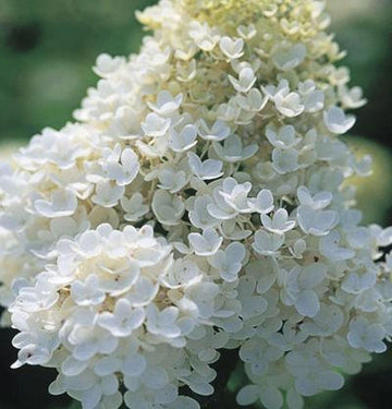 PG (Pee Gee) Hydrangea Shrub/Bush - 12