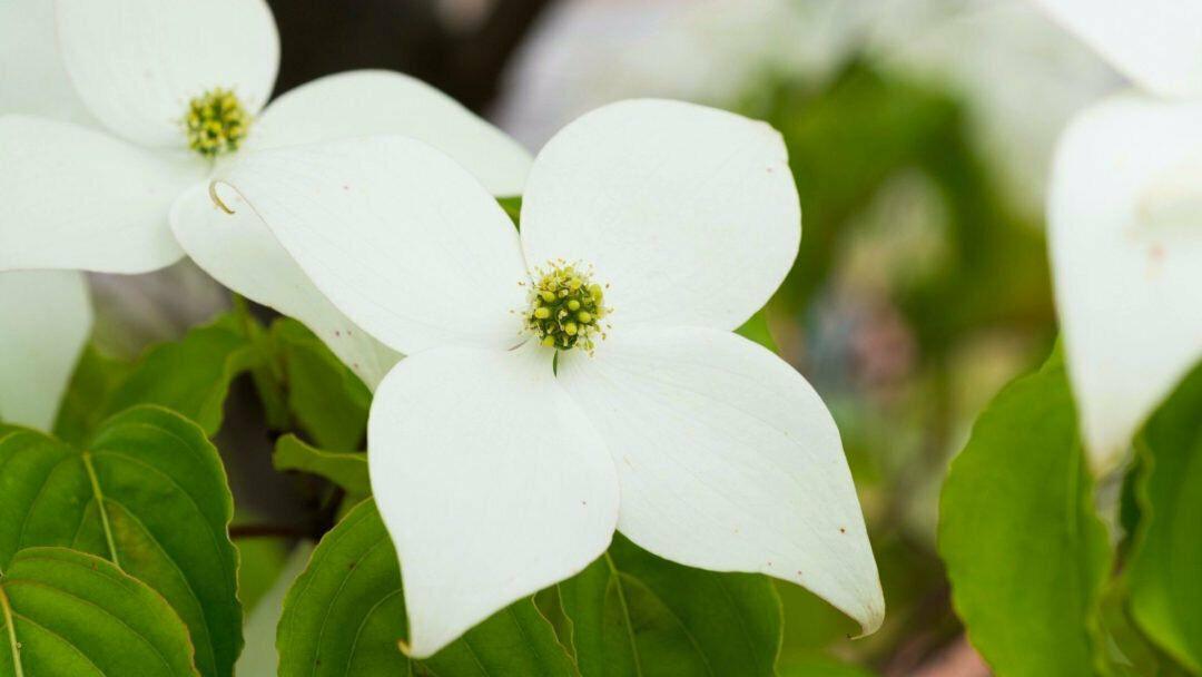 Kousa Japanese Dogwood Tree - 24-36