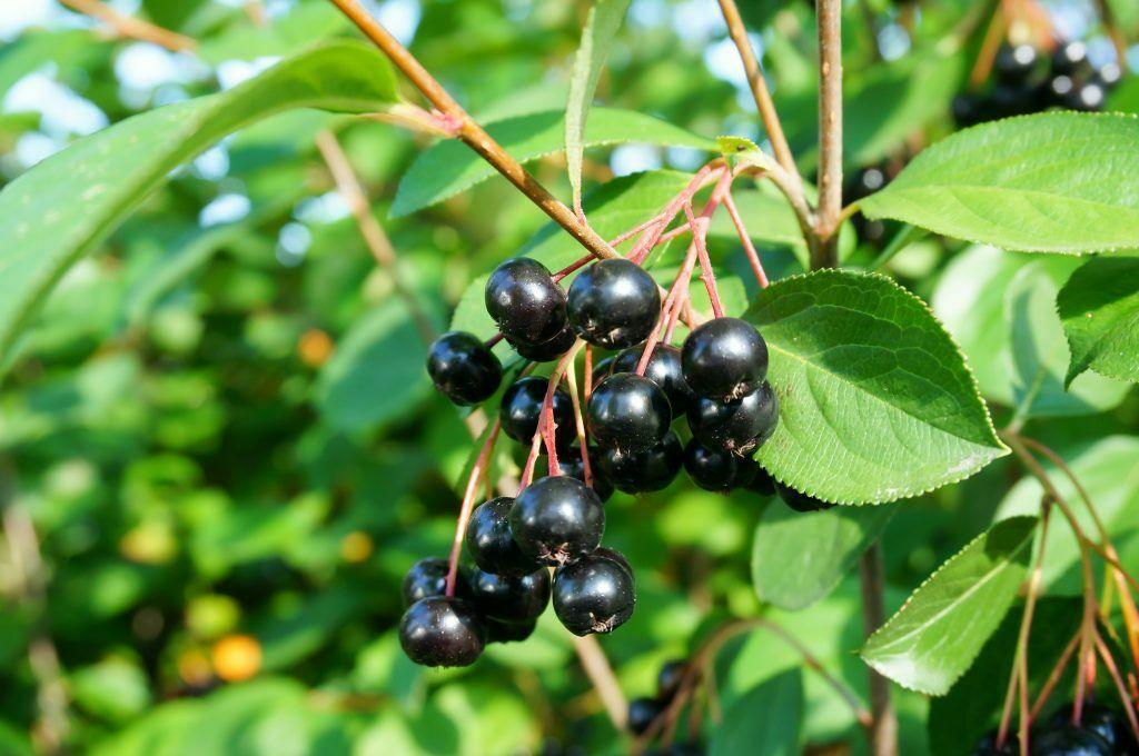 Black Chokeberry Shrub (Aronia Bush) - 18-24" Tall Plant - Aronia melanocarpa - The Nursery Center