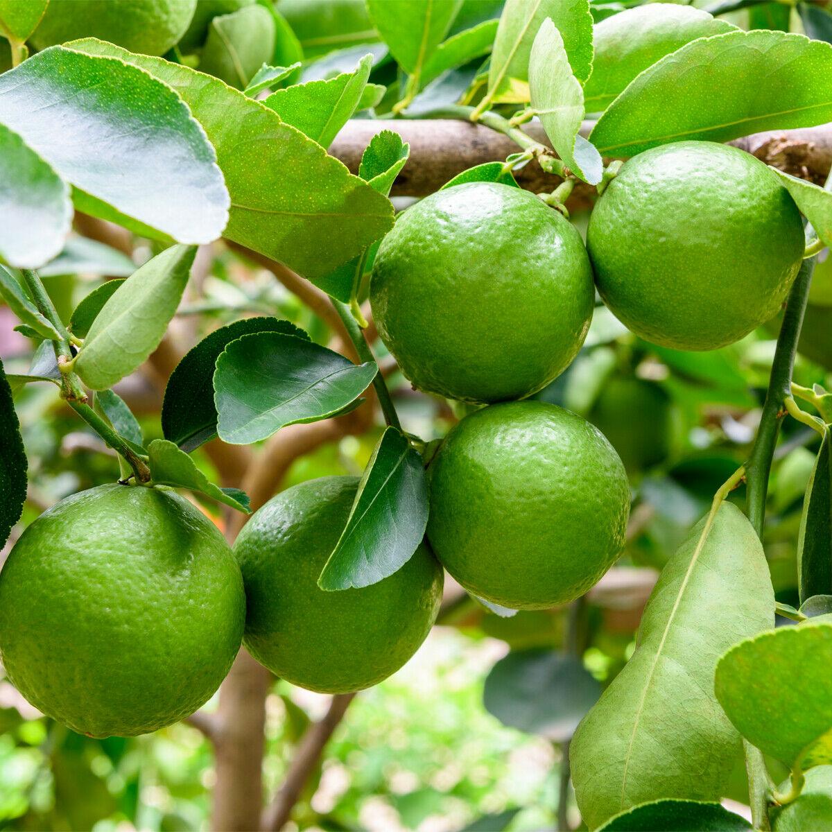Persian/Tahiti/Bearss Lime Tree - 26-30" Tall Live Plant - Gallon Pot - Grafted - Citrus latifolia - The Nursery Center
