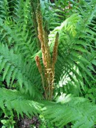 10 Cinnamon Fern Rhizomes / Roots - Perennial Herb Plants - Osmunda cinnamomea - The Nursery Center