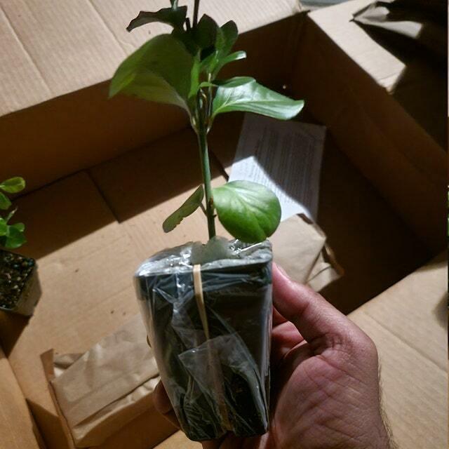 Manhattan Euonymus Shrub/Hedge - Live Plant - 6-12" Tall Seedling - 2.5" Pot - The Nursery Center