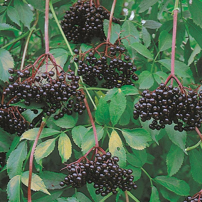 2 American Elderberry Shrubs - 12" Tall Live Plants - Quart Pots - Sambucus canadensis - The Nursery Center