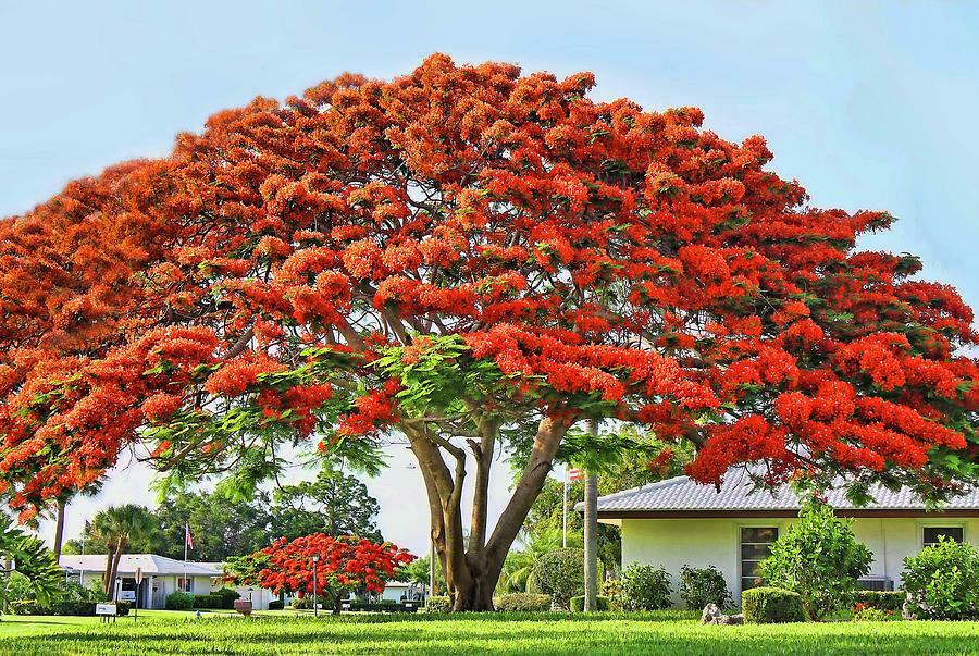 Royal Poinciana - Flamboyant - Flame Tree - 6-12" Tall Live Plant - Delonix regia - The Nursery Center