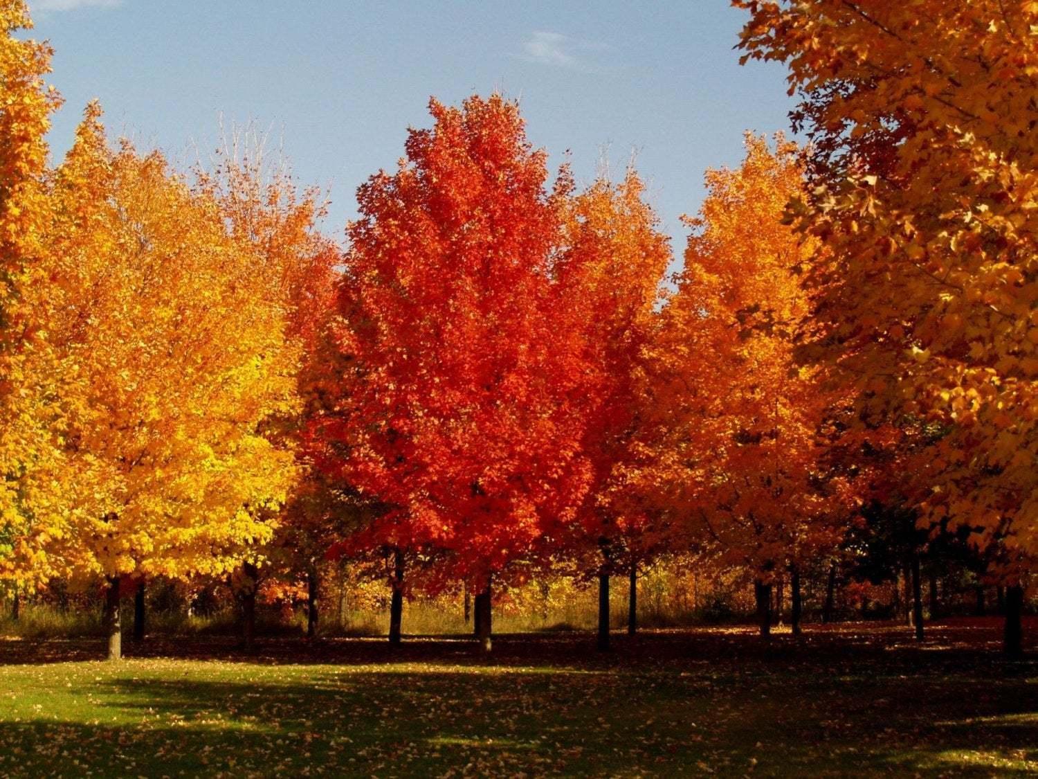 2 Sugar Maple Trees - Live Plants - 10-18" Tall - Quart Pots - Acer saccharum - The Nursery Center