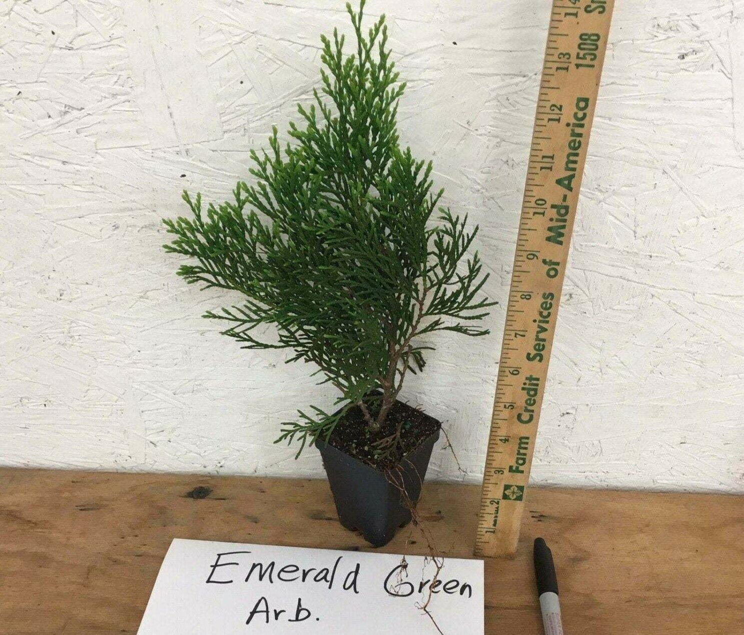 25 Emerald Green Arborvitae/White Cedar Trees/Shrubs - 6-12" Tall - 2.5" Pot - The Nursery Center