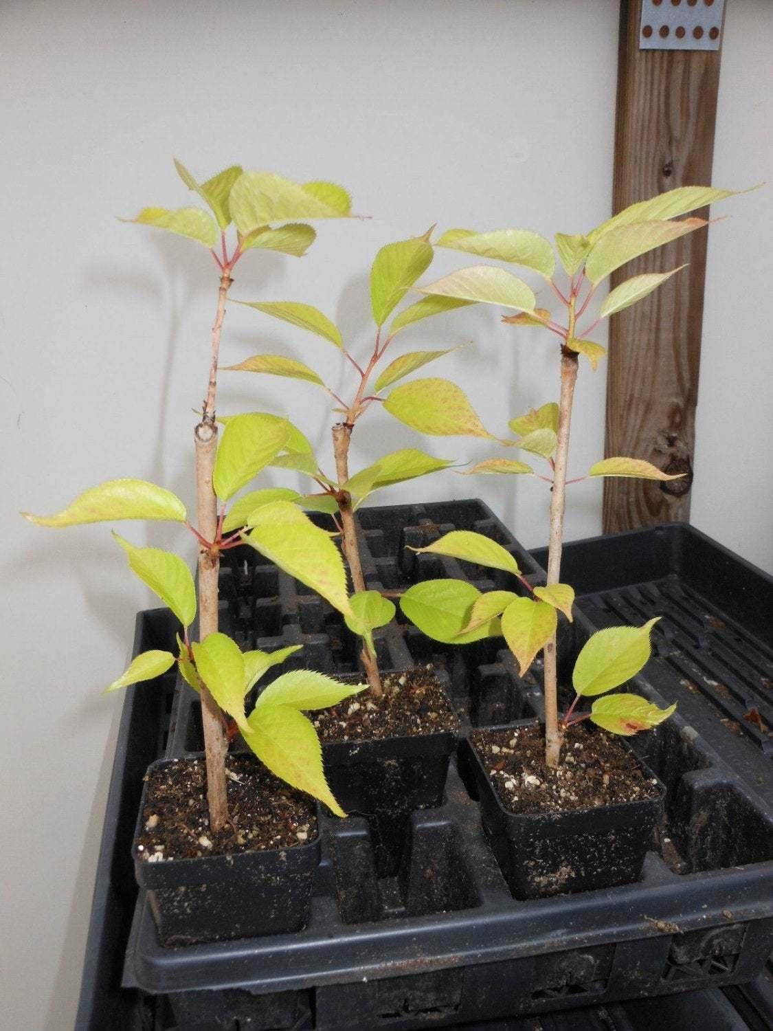 2 Kwanzan Japanese Flowering Cherry Trees - 8-14" Tall Live Plants - 2.5" Pot - The Nursery Center