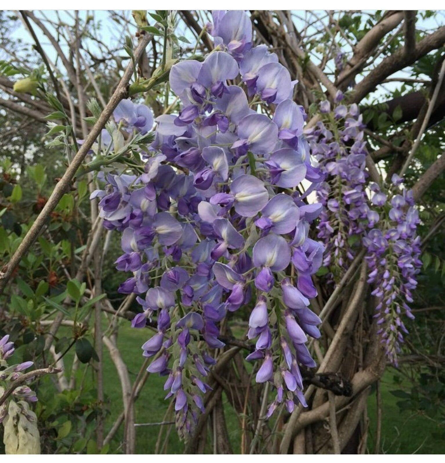Purple Wisteria Tree - 6-12 Tall - Live Plant - 2.5 Pot - Wisteria  sinensis