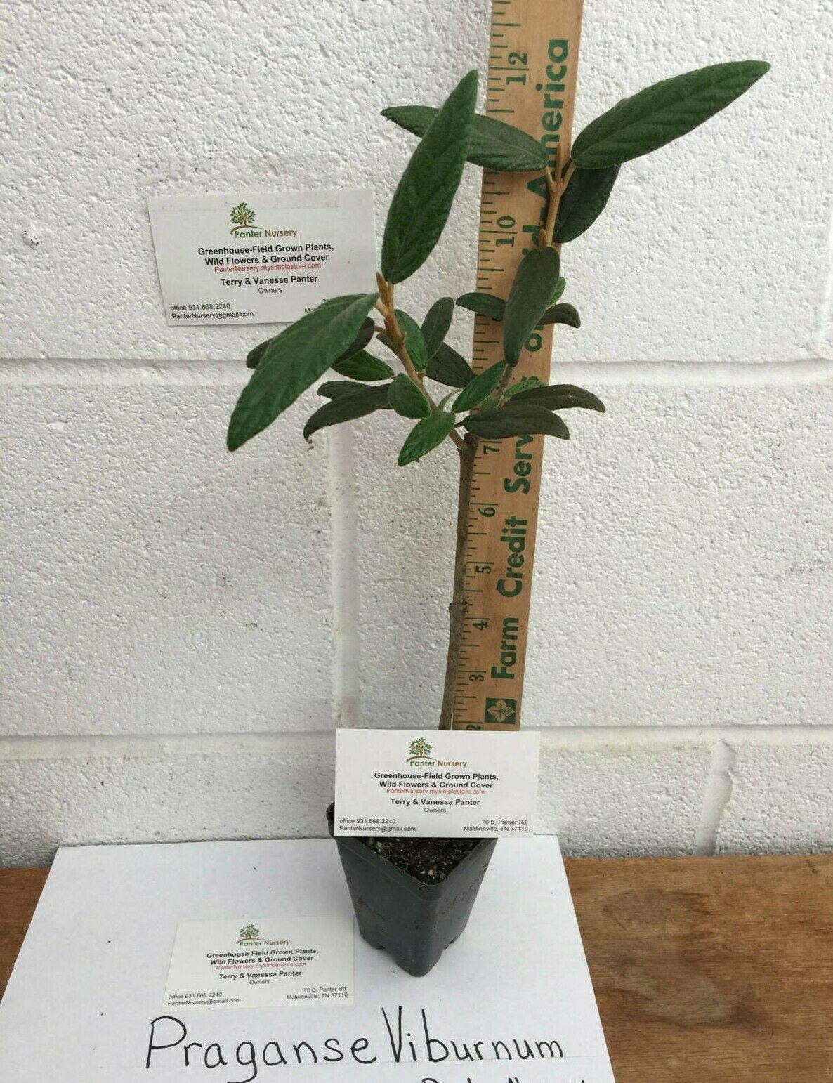 Pragense Viburnum - Semi-Evergreen Shrub - Live Plant - 6-12" Tall - 2.5" Pot - The Nursery Center
