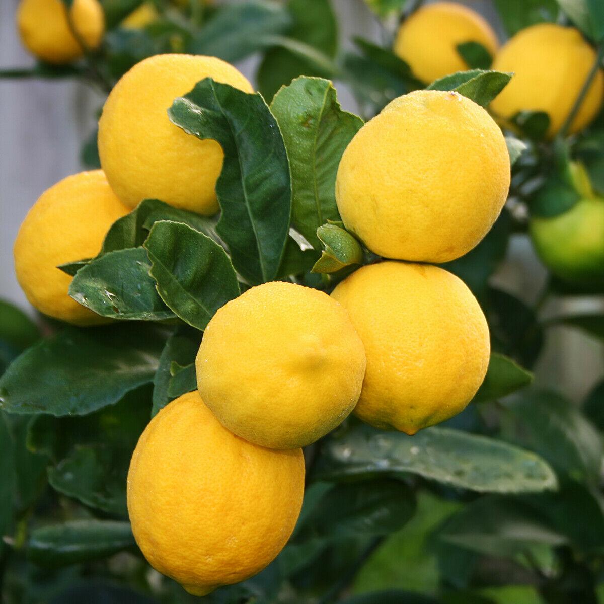 Improved Meyer Lemon Bush/Tree - Live Plant - 12-15" Tall - 5" Pot - Citrus x meyeri - The Nursery Center