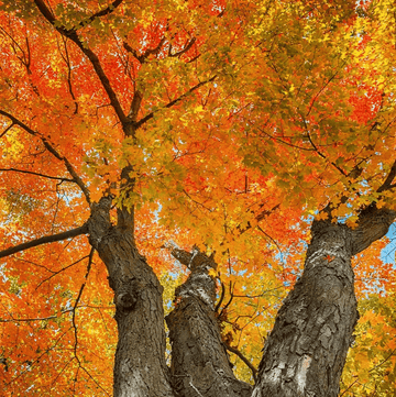 Sugar Maple Tree - 24-36