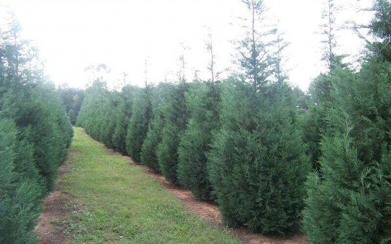 100 Murray Cypress Trees - 10-14" Tall Live Plants - 2.5" Pots - Christmas Trees - The Nursery Center