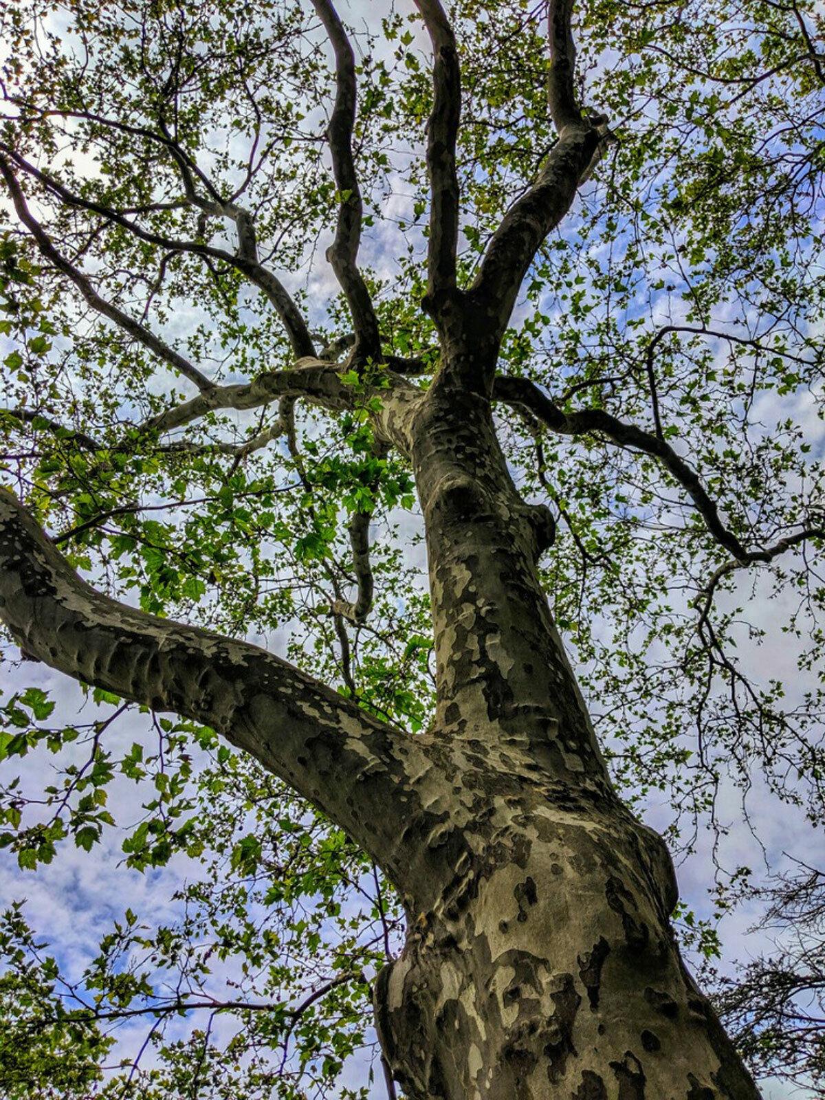 American Sycamore Tree - 36" Tall Seedling - Live Plant - Platanus occidentalis - The Nursery Center