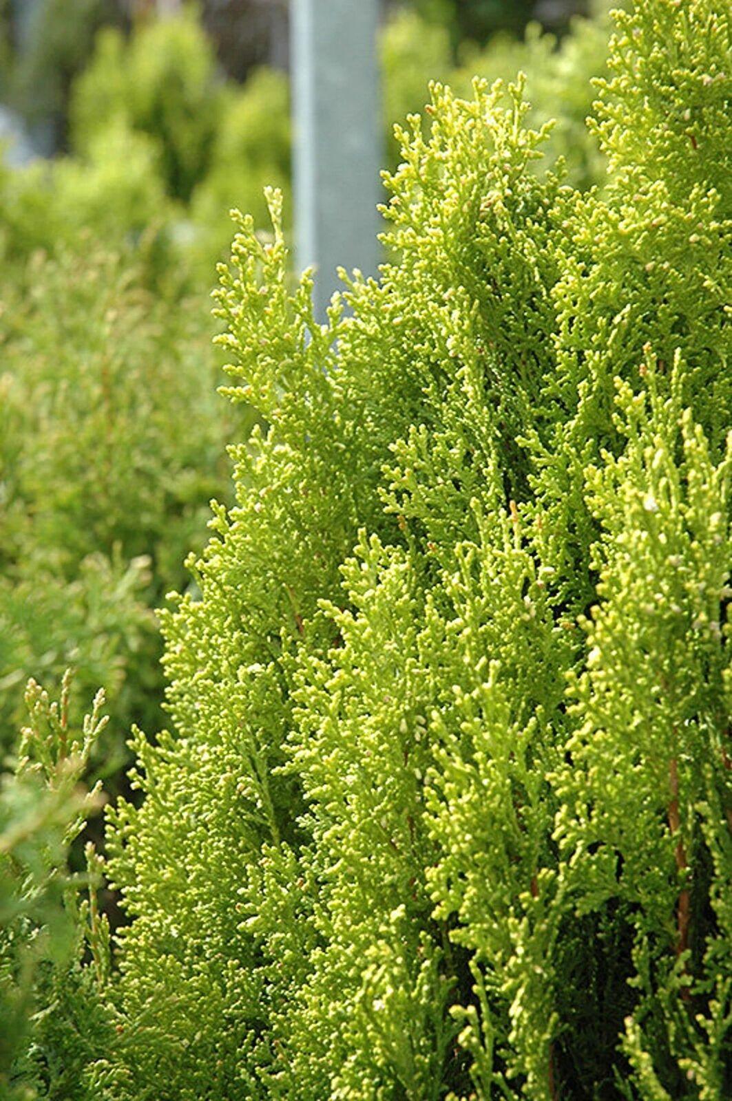 Berckmans Golden Arborvitae Shrub/Bush - 4-6" Tall Seedling - Live Plant - 3" Pot - The Nursery Center