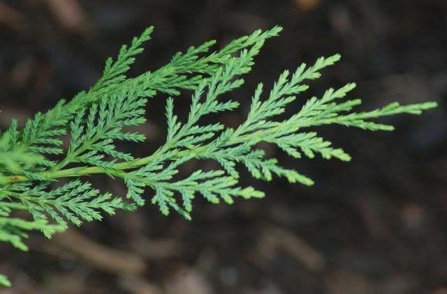 Leyland Cypress Tree - Live Plant - 6-12" Tall Seedling, 2.5" Pot - Ships Potted - The Nursery Center