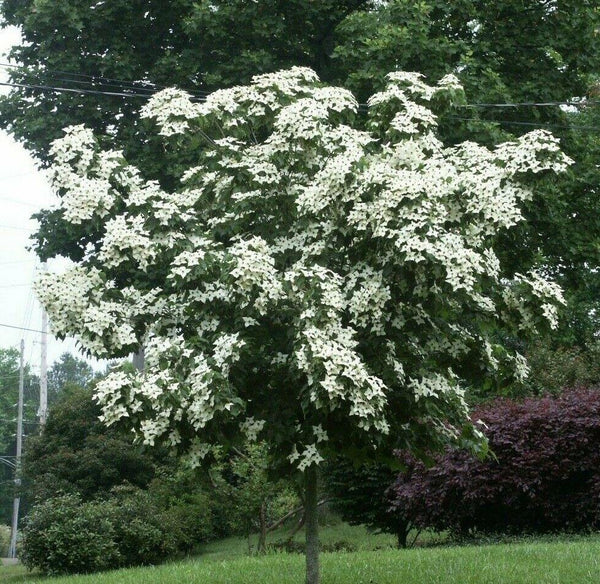 Kousa Japanese Dogwood Tree - 12-18