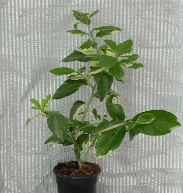 Pink Variegated Eureka Lemon Tree/Bush - Live Citrus Plant, Potted - 12-15