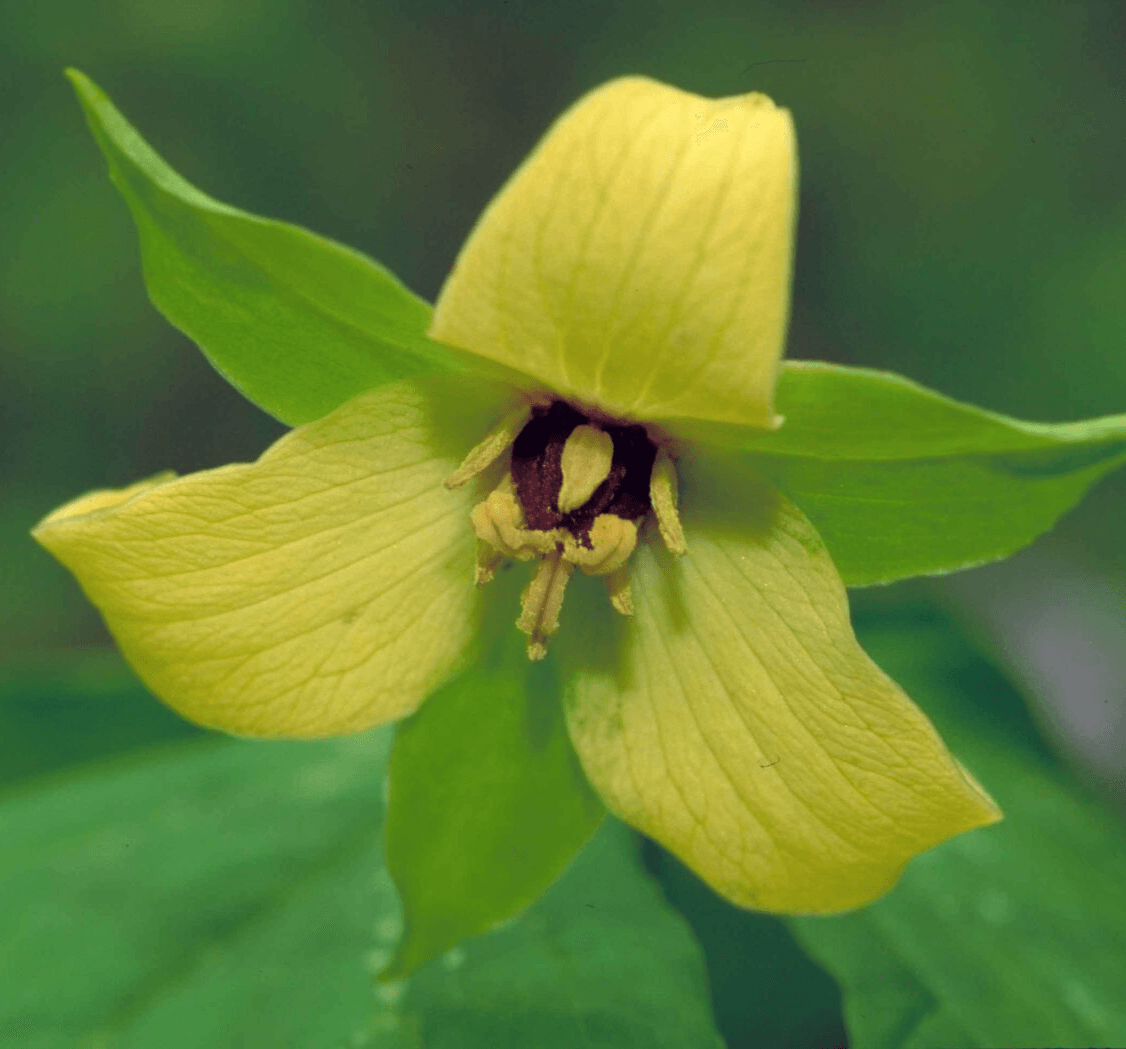 10 Yellow Trillium Root Systems/Bulbs, Wildflower, Yellow Wake Robin - T. luteum - The Nursery Center