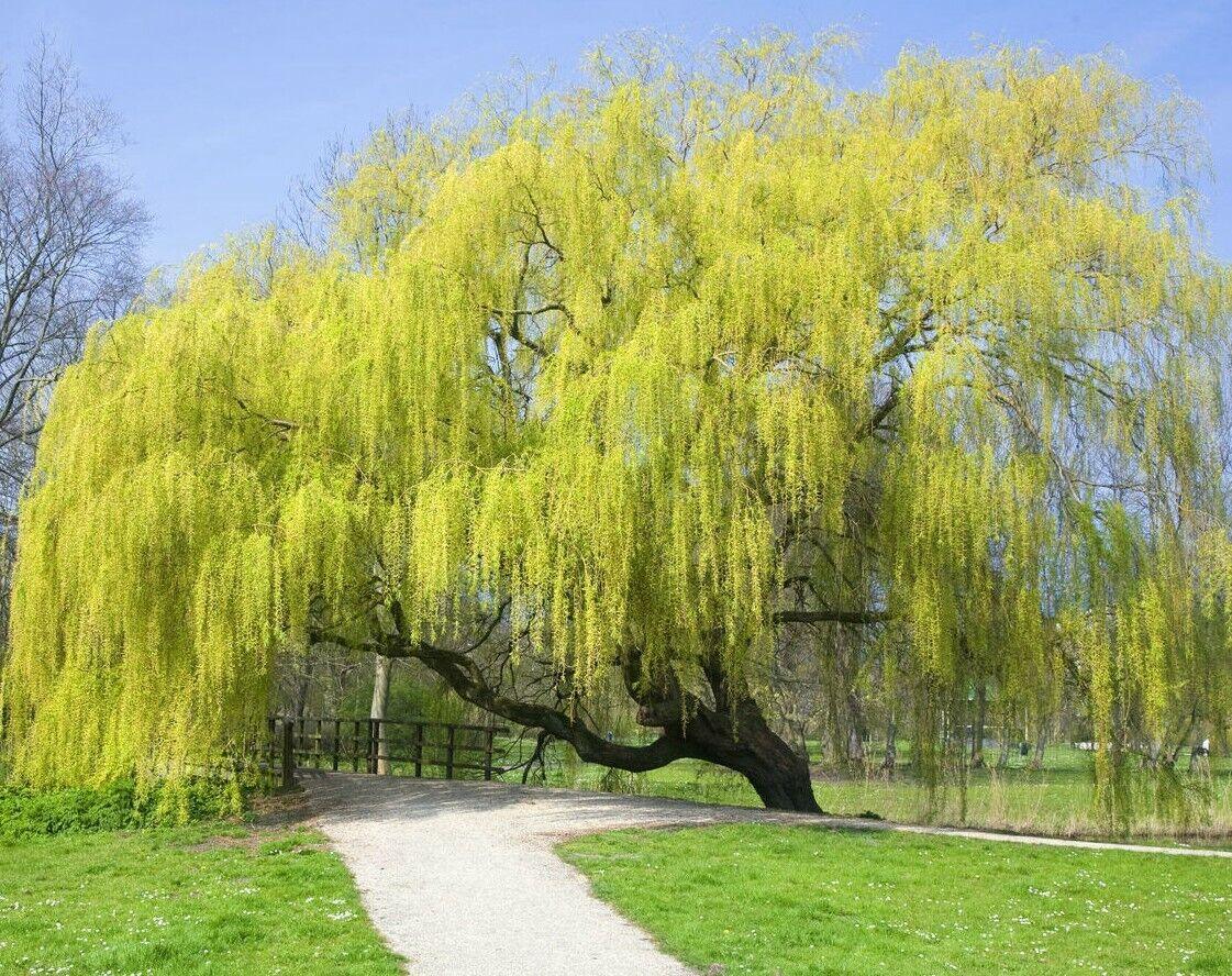 Weeping Willow Tree - 24-36" Tall - Live Plant - Bareroot - Salix babylonica - The Nursery Center