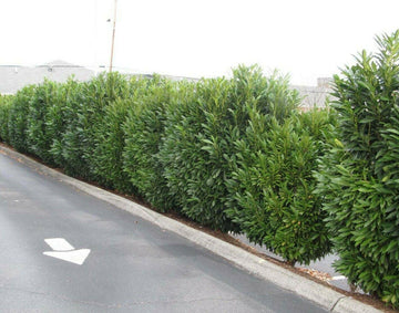 6 Schip Laurel Shrubs/Bushes/Hedges - 4-6