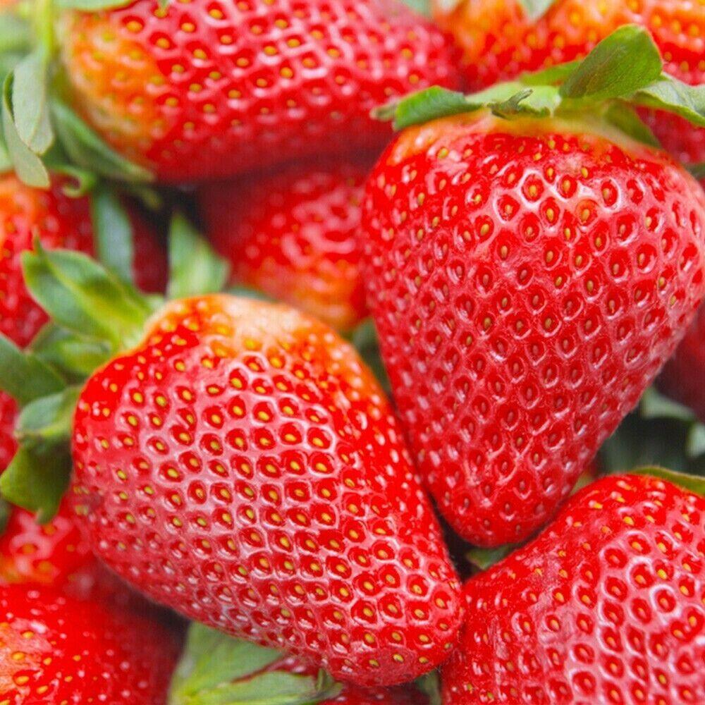 50 Albion Strawberry Everbearing Live Plants - Extra Large - Ships Bareroot - The Nursery Center