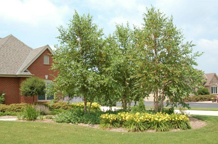 2 River Birch Multi-Stem Trees - 12-18" Tall - Quart Pots - Live Plants - Betula nigra - The Nursery Center