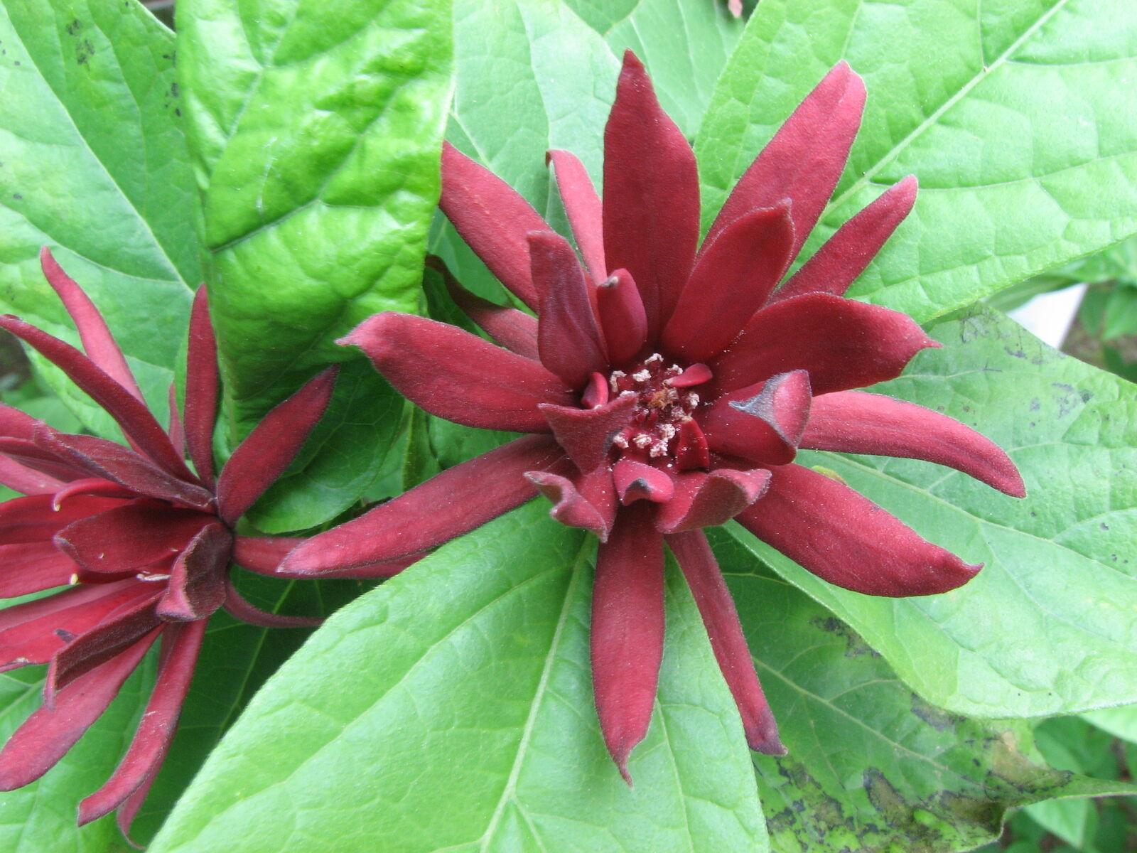 2 Carolina Allspice/Sweet Shrubs, 6-12" Live Potted Plants, Calycanthus floridus - The Nursery Center