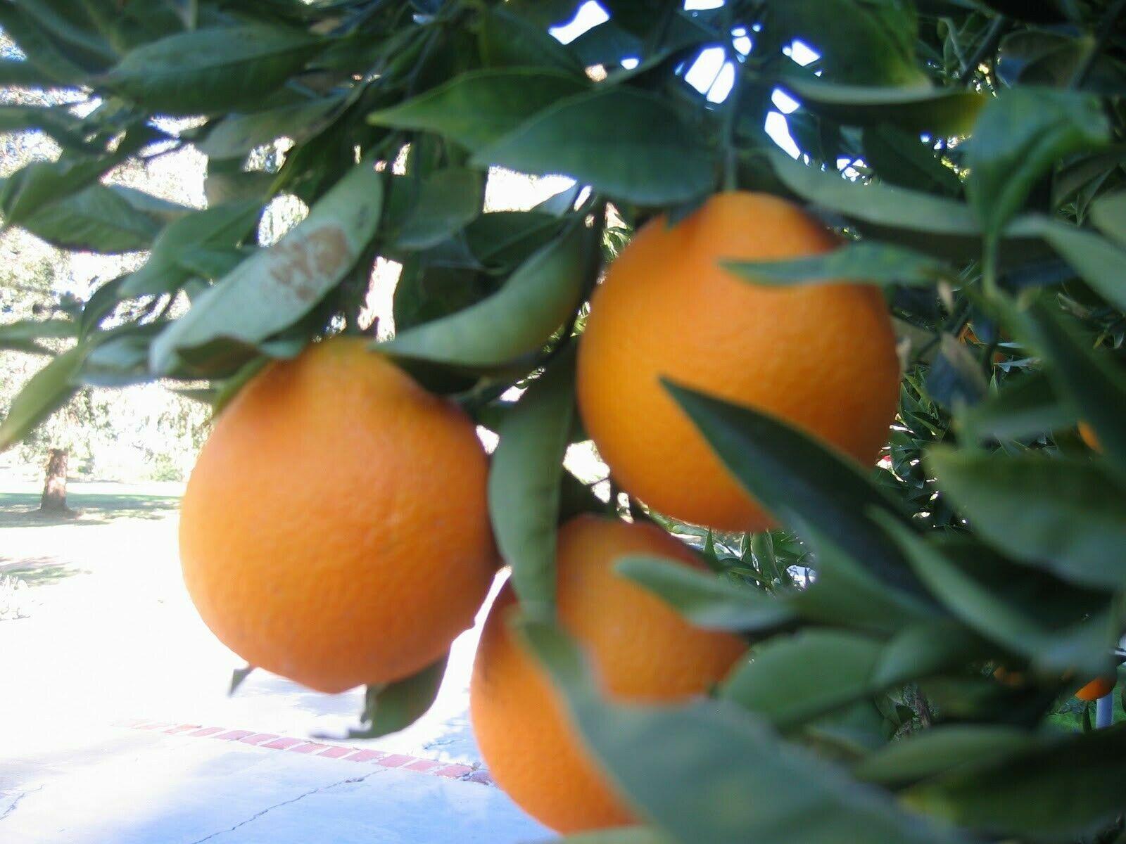 Cara Cara Red Navel Orange Tree - 26-30" Tall - Live Citrus Plant - Gallon Pot - The Nursery Center