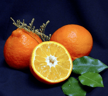 Dwarf Sugar Belle Orange/Tangerine Tree - 26-30