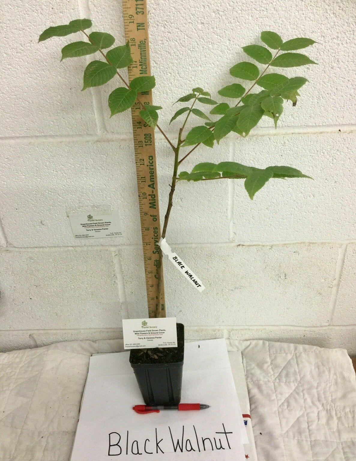 Black Walnut Tree - Live Plant - 12-18" Tall Seedling - Juglans nigra - The Nursery Center